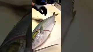Nothing better than a perfectly filleted Yellowtail #yellowtail #chef #cooking #food #sushi