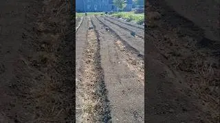 Rolling cover crop seed into the soil! #happyfarmingyall #garden #farming #organic #covercrop
