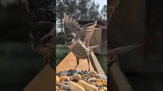 Blue Jay Steals All the Peanuts | Bird Feeder Drama