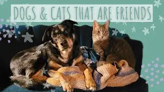 Can Dogs and Cats Get Along