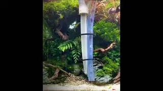 Como SIFONAR Aqu&aacute;rio  com Areia - TPA do Aqu&aacute;rio - Limpeza do Aqu&aacute;rio Limpar areia do seu Aqu&aacute;rio