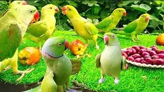 Amazing Parrot Talking Videos | mitthu mitthu | mitthu ki awaaz | Tanishu Singh Miniature 