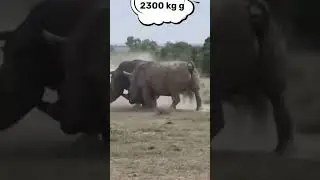 огромный носорог, rhinoceros, дикие животные #носорог #rhinoceros #дикие животные