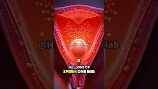 How Baby&rsquo;s Gender is Decided? | X vs Y Sperm Explained in 30 Seconds #pregnancytips #fertilization