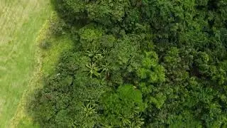 Forest Trees Aerial Royalty Free Stock Aerial Drone Footage