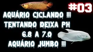 Tirando as Concha do AQU&Aacute;RIO pra tenta baixa o PH #aquario #aquarismo #PH #AquarioJumbo
