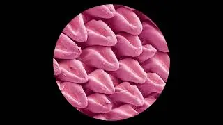 Lars Huismann &mdash; Centrifuge [FK001]