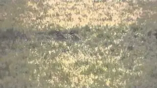 Redwing at Egloshayle