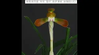 #01월17일 #토요일 #독감 #감기 #유행 #무명 #명명품 #6종 #중압중투 #단엽 #천녀 #서호반 #복륜 #수정산반 #추천 #종자 #난초 #재테크