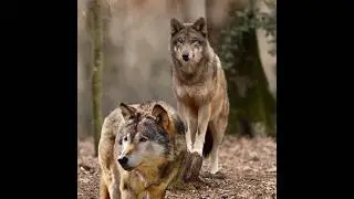Wolf Pack Winter Hunting Tactics Explained