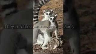 Lemur Fights with Stinky Tails?! 🦨🐒 | Ring Tailed Lemur