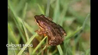 Species at Risk in the Biosphere