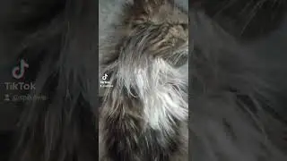 My cat Steel Soul my pet love