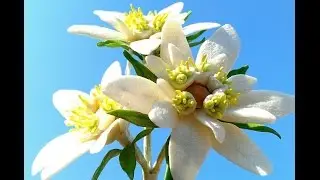Edelweiss - Free formed gumpaste flower