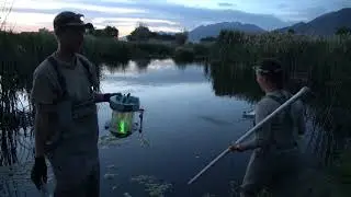 June Sucker Larval Monitoring