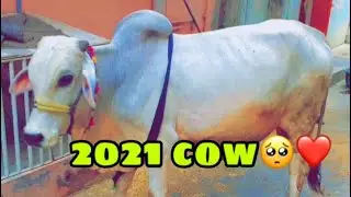2021 cow video🥺❤️      (MAINE ROYAAN SONG) #maineroyaansong #subscribe #viralvideo #viral