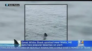 Great White Shark Spotted Near Wells, Maine