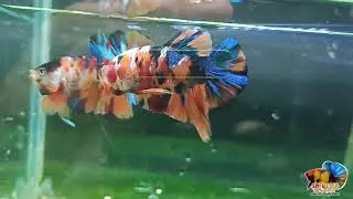 Perbedaan Nemo Galaxy Line Multicolor & Nemo Galaxy Line Nemo Versi Dewasa (Sama Tapi Beda)