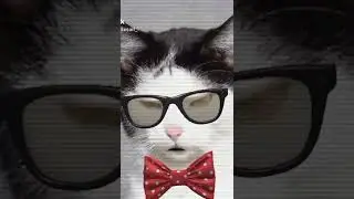 LILCAT
