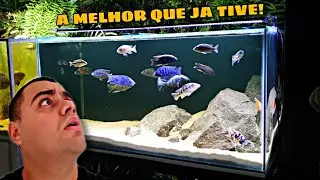 A NOVA LUMINÁRIA DO AQUÁRIO DE CICLÍDEOS FICOU PERFEITA