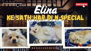 Elina ke Sath Har Din Special #food #pets #dogcare #youtube #youtuber #daliyvlog #dogfood #petcare 