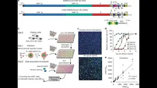 Plaque Reduction Neutralization Test PRNT  And Microneutralization Assay