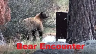 Bear encounter while camping at Fallen Leaf Lake in South Lake Tahoe (August 2022)