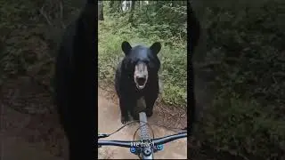 Cyclist Meets Talking Bear in the Woods 😂🐻
