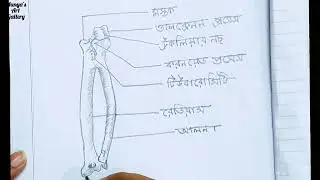 মানবদেহের অস্থি শনাক্তকরণ  | রেডিয়াস - আলনা শনাক্তকরণ | HSC Zoology Practical drawing -22