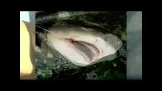 Florida Keys Shark Fishing with Capt. Chris Johnson and SeaSquared Charters 2013