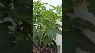 #shorts video of Peter Pepper
