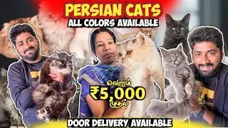 PERSIAN CATS for sale - மிகப்பெரிய பூனை பண்ணை  | Kun Cattery | Mr camera man