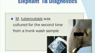 TB and Elephants:  The Real Elephant in the Room.