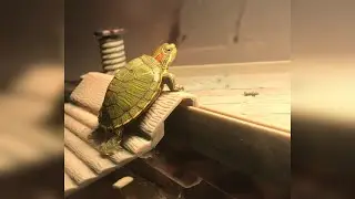 Floating platform for reptiles