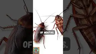 The Animal That Can Live Without Its Head!
