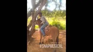 amansando o burro