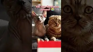 Нидерланды стали первой страной запретившей разведение, ввоз сфинксов и шотландских вислоухих #aiart
