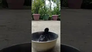 Baby waterhen in the still bowl 🥣