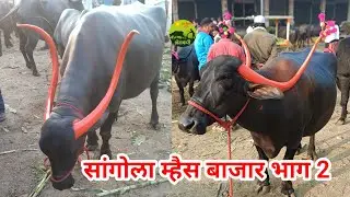 म्हैस बाजार सांगोला. भाग 2 