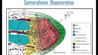 Regeneration In Salamander [ Epimorphic Regeneration ]