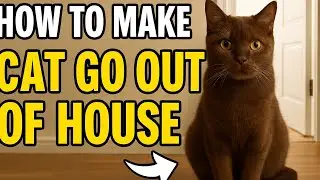Cat Keeps Coming in My House? Here's How to Stop It!