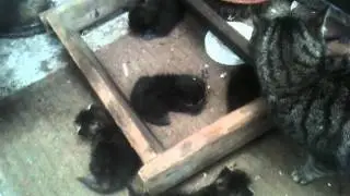 New kittens.