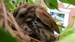 Song Sparrows in the Nest