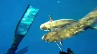 Double Head Shot Spearfishing Cobia off of Bull Sharks