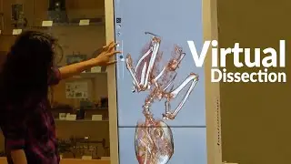 New Virtual Dissection Table