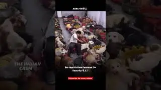 z + security 🤣 dog funny video #shorts #dogs