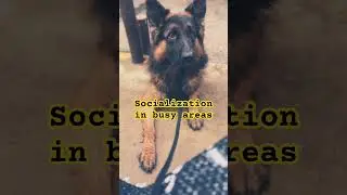 How to create a more confident dog #germanshepherd #shorts