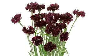 Bachelor Buttons Care
