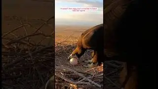 She Lost Her Egg&hellip; Then Raised One That Wasn&rsquo;t Hers | Emotional Wildlife Story