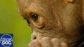 El Esp&iacute;ritu Rojo de Borneo 🌿 | Orangutanes, Rinocerontes y Plantas Carn&iacute;voras (Documental Completo)